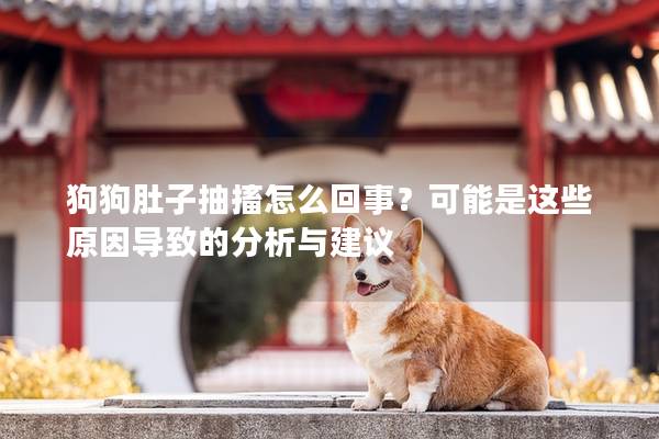 狗狗肚子抽搐怎么回事？可能是這些原因導致的分析與建議