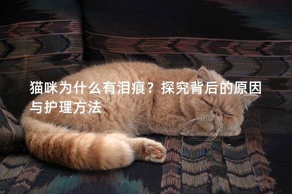 貓咪為什么有淚痕？探究背后的原因與護(hù)理方法