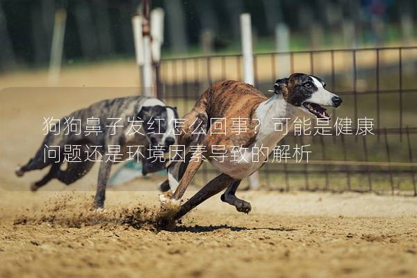 狗狗鼻子發紅怎么回事？可能是健康問題還是環境因素導致的解析