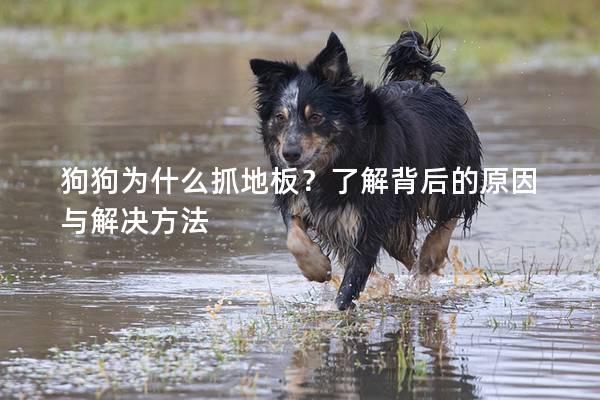 狗狗為什么抓地板？了解背后的原因與解決方法
