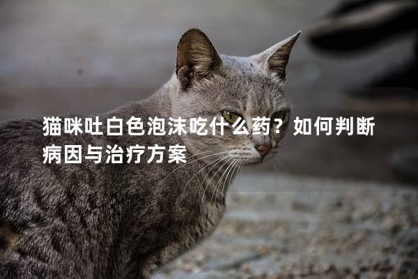 貓咪吐白色泡沫吃什么藥？如何判斷病因與治療方案