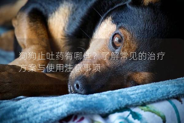 狗狗止吐藥有哪些？了解常見的治療方案與使用注意事項