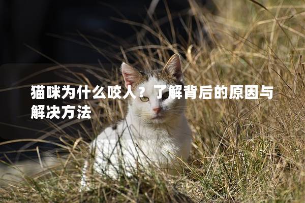 貓咪為什么咬人？了解背后的原因與解決方法