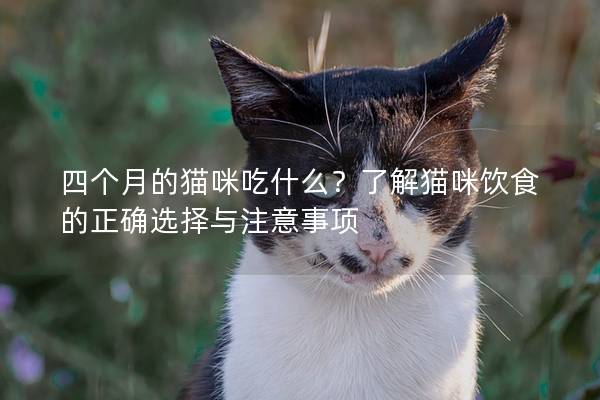 四個(gè)月的貓咪吃什么？了解貓咪飲食的正確選擇與注意事項(xiàng)