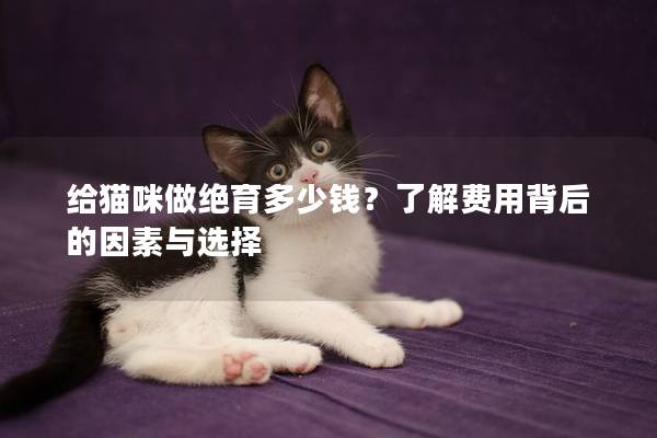 給貓咪做絕育多少錢？了解費用背后的因素與選擇