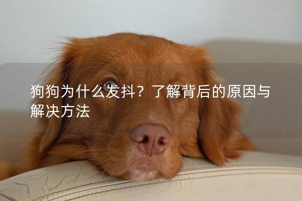 狗狗為什么發抖?了解背后的原因與解決方法 狗狗為什么發抖?了解背后的原因與解決方法