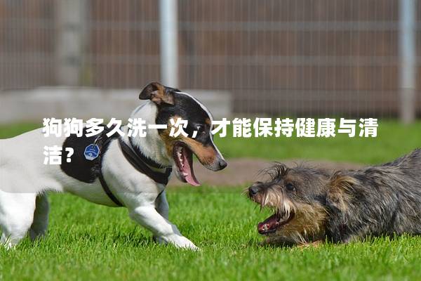 狗狗多久洗一次，才能保持健康與清潔？