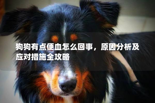 狗狗有點便血怎么回事，原因分析及應對措施全攻略