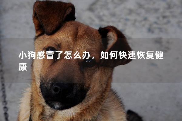 小狗感冒了怎么辦，如何快速恢復健康
