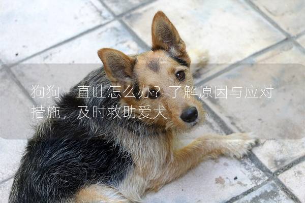 狗狗一直吐怎么辦？了解原因與應(yīng)對(duì)措施，及時(shí)救助愛(ài)犬