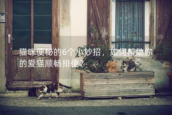貓咪便秘的6個小妙招，如何幫助你的愛貓順暢排便？