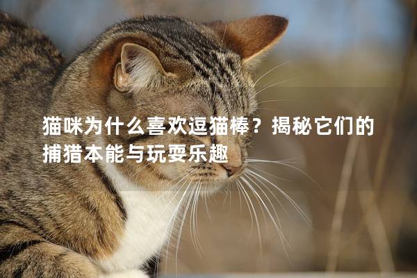 貓咪為什么喜歡逗貓棒？揭秘它們的捕獵本能與玩耍樂趣
