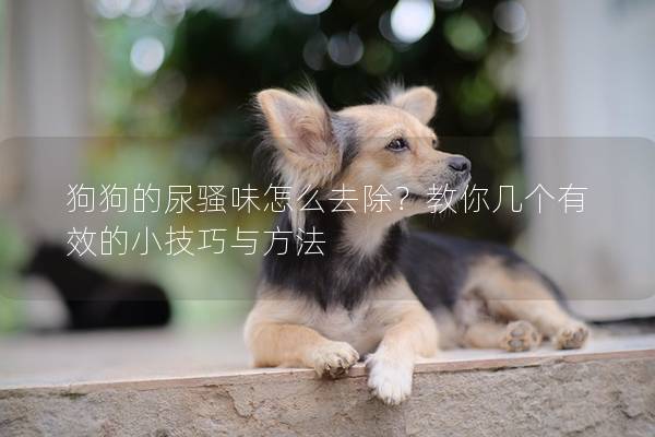 狗狗的尿騷味怎么去除？教你幾個有效的小技巧與方法