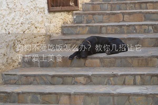 狗狗不愛吃飯怎么辦？教你幾招讓它重新愛上美食