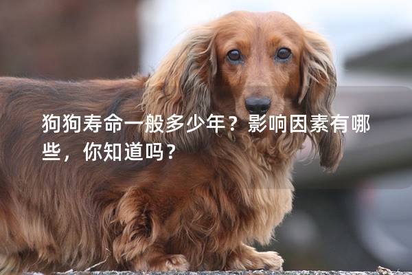 狗狗壽命一般多少年？影響因素有哪些，你知道嗎？