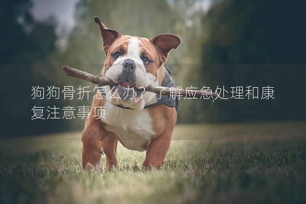 狗狗骨折怎么辦？了解應急處理和康復注意事項