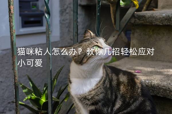 貓咪粘人怎么辦？教你幾招輕松應對小可愛