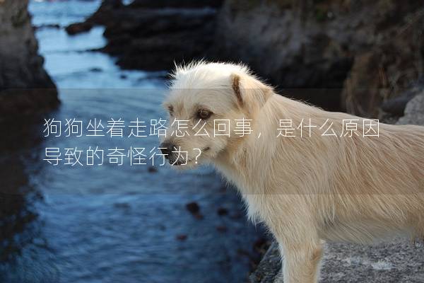 狗狗坐著走路怎么回事，是什么原因導致的奇怪行為？