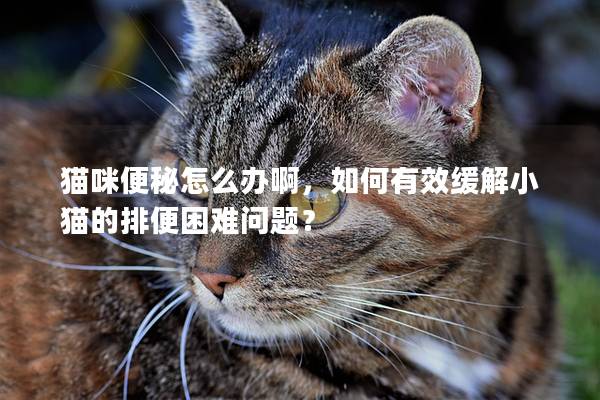 貓咪便秘怎么辦啊，如何有效緩解小貓的排便困難問題？