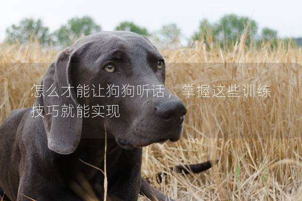 怎么才能讓狗狗聽話，掌握這些訓練技巧就能實現