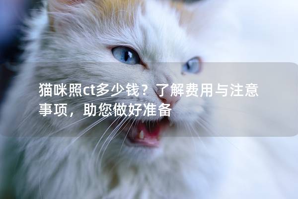 貓咪照ct多少錢？了解費用與注意事項，助您做好準備