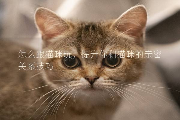 怎么跟貓咪玩，提升你和貓咪的親密關(guān)系技巧