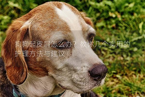 狗狗起皮屑怎么辦？教你幾個(gè)實(shí)用的護(hù)理方法與建議