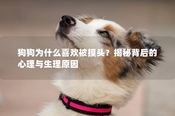 狗狗為什么喜歡被摸頭？揭秘背后的心理與生理原因