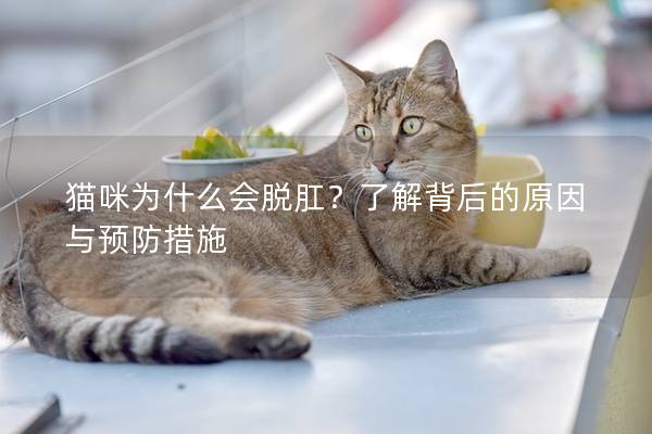 貓咪為什么會脫肛？了解背后的原因與預防措施
