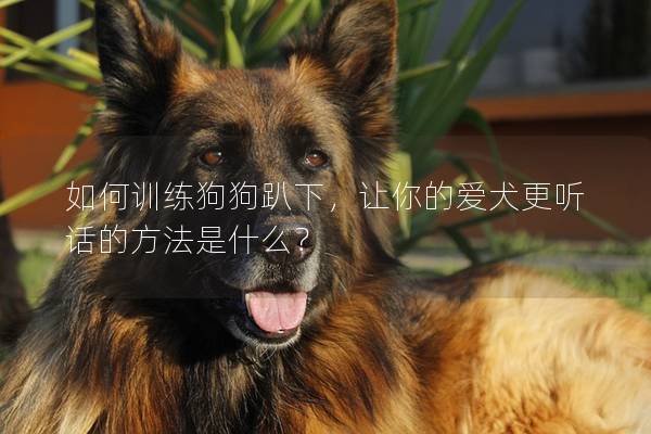 如何訓(xùn)練狗狗趴下，讓你的愛犬更聽話的方法是什么？