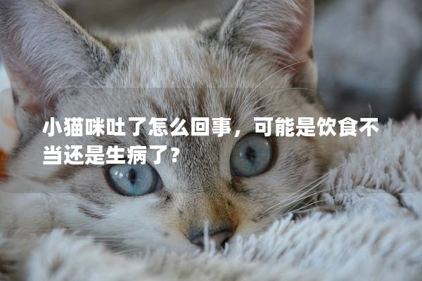 小貓咪吐了怎么回事，可能是飲食不當還是生病了？