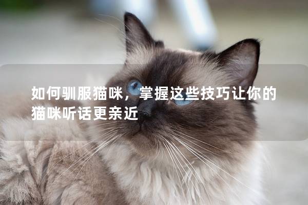 如何馴服貓咪，掌握這些技巧讓你的貓咪聽話更親近