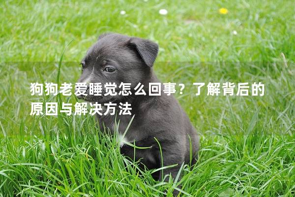狗狗老愛睡覺怎么回事？了解背后的原因與解決方法