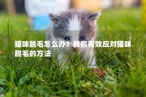貓咪脫毛怎么辦？教你有效應(yīng)對貓咪脫毛的方法