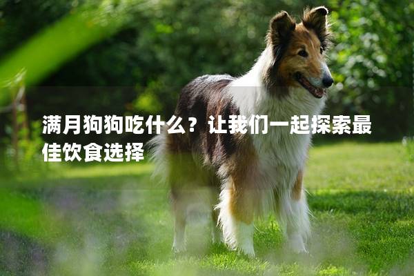 滿月狗狗吃什么？讓我們一起探索最佳飲食選擇