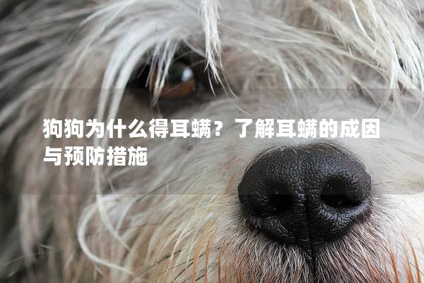 狗狗為什么得耳螨？了解耳螨的成因與預(yù)防措施
