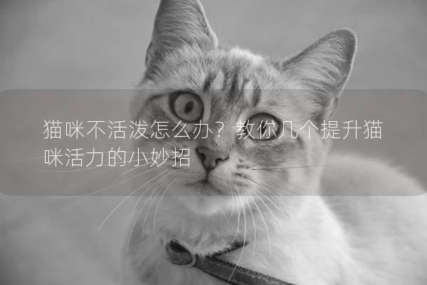貓咪不活潑怎么辦？教你幾個提升貓咪活力的小妙招