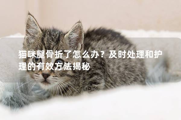 貓咪腿骨折了怎么辦？及時處理和護理的有效方法揭秘