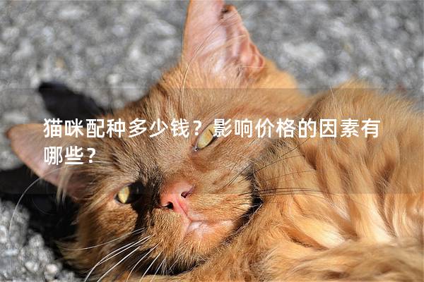 貓咪配種多少錢？影響價格的因素有哪些？