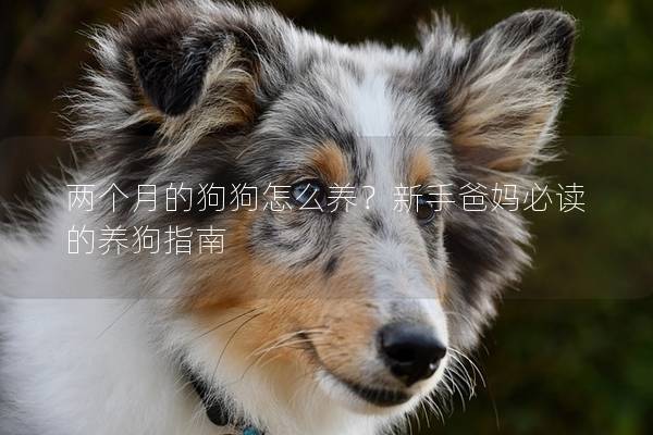 兩個月的狗狗怎么養？新手爸媽必讀的養狗指南