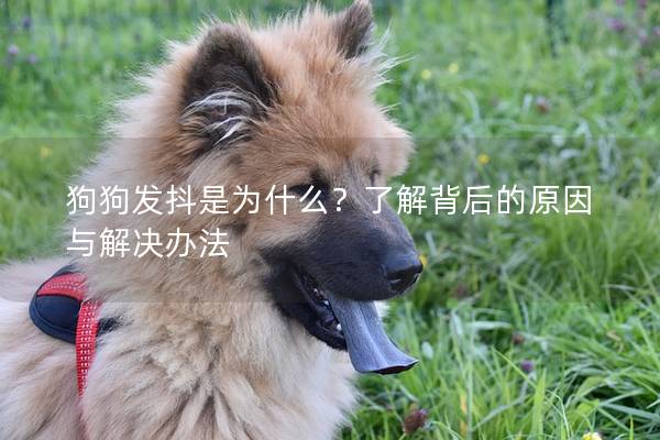 狗狗發抖是為什么？了解背后的原因與解決辦法