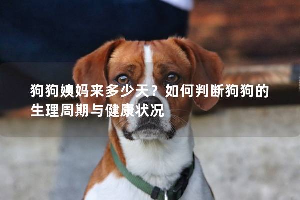 狗狗姨媽來多少天？如何判斷狗狗的生理周期與健康狀況