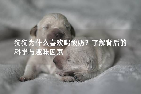 狗狗為什么喜歡喝酸奶？了解背后的科學(xué)與趣味因素