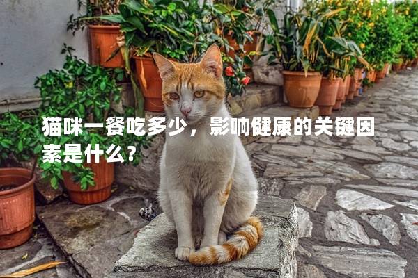 貓咪一餐吃多少，影響健康的關(guān)鍵因素是什么？