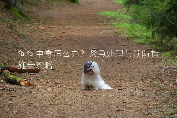 狗狗中毒怎么辦？緊急處理與預防措施全攻略