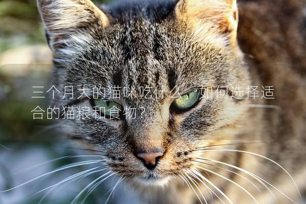 三個(gè)月大的貓咪吃什么，如何選擇適合的貓糧和食物？