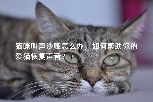 貓咪叫聲沙啞怎么辦，如何幫助你的愛(ài)貓恢復(fù)聲音？
