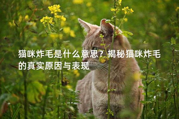 貓咪炸毛是什么意思？揭秘貓咪炸毛的真實(shí)原因與表現(xiàn)