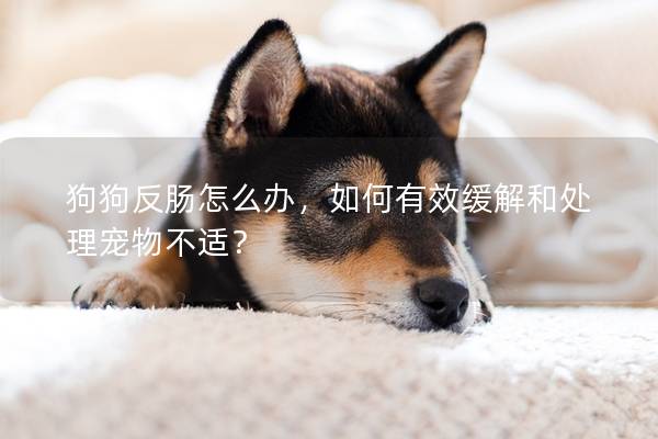 狗狗反腸怎么辦，如何有效緩解和處理寵物不適？